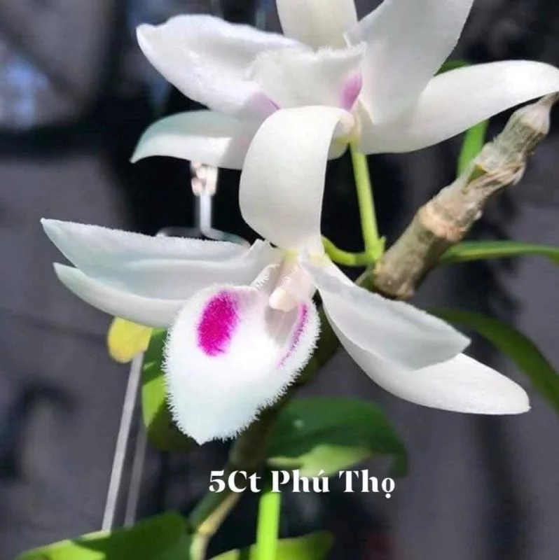 Mặt hoa 5CT Phú Thọ.