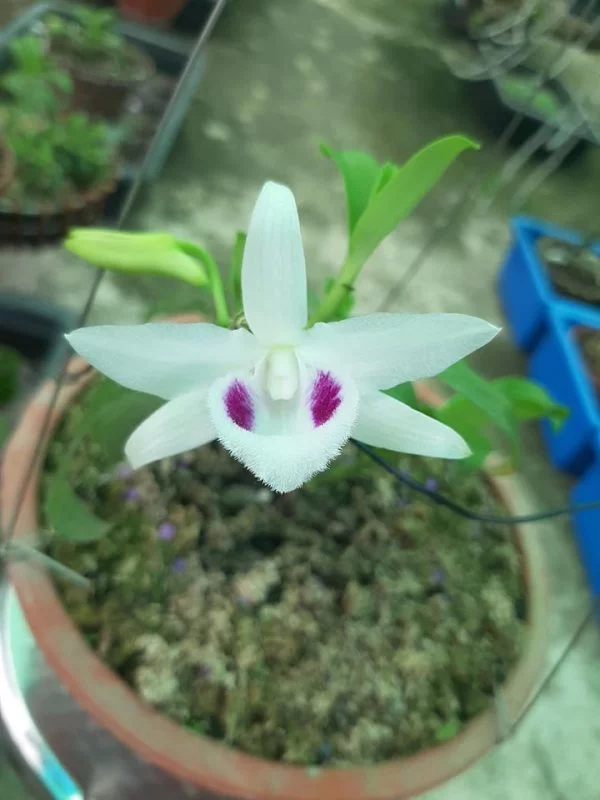 Mặt hoa 5CT PT