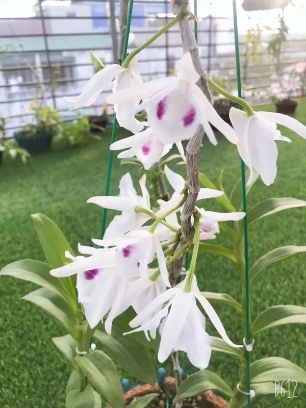 Tuỳ theo địa danh hoặc người có mặt hoa đầu tiên sẽ được đặt tên cho dòng 5CT đó Như hình là 5CT Phú Thọ do phát hiện ở Phú Thọ đầu tiên.