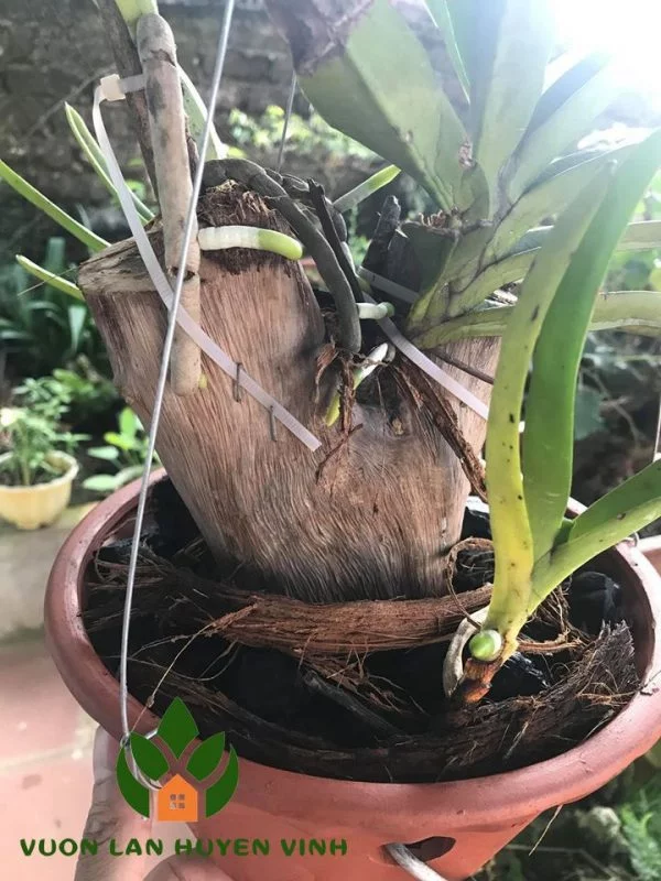 cách trồng lan quế tím vào chậu