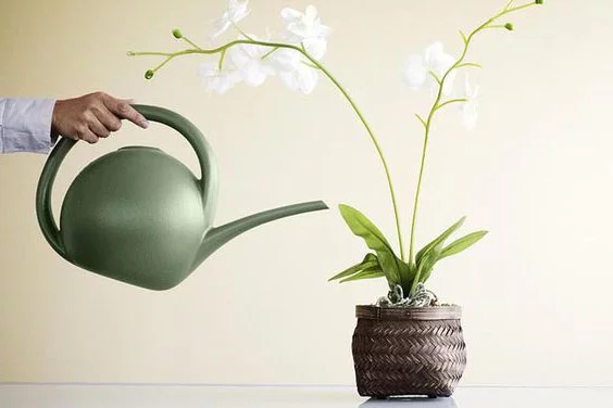 lan hồ điệp bị héo lá