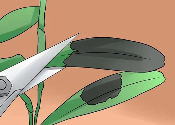 Nếu tình trạng hồ điệp bị thối lá mới sảy ra có thể cắt bỏ những phần lá bị hỏng.