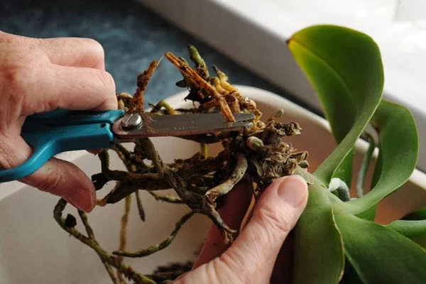 Có thể rễ lan hồ điệp đang gặp vấn đề dẫn tới héo lá nhăn lá.
