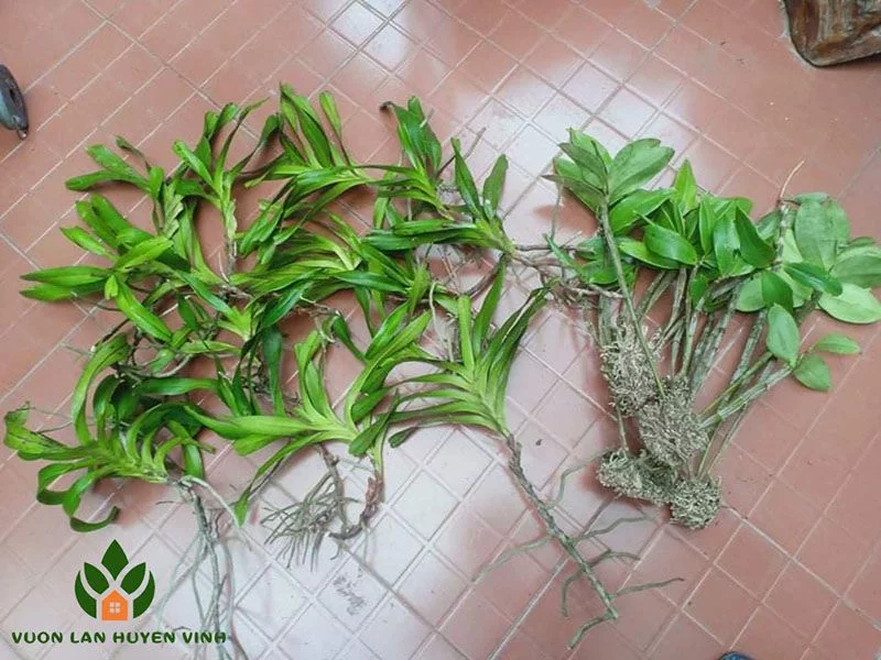 Xử lý thân, mầm, rễ lan quế tím khi muốn biết kỹ thuật trồng lan quế tím