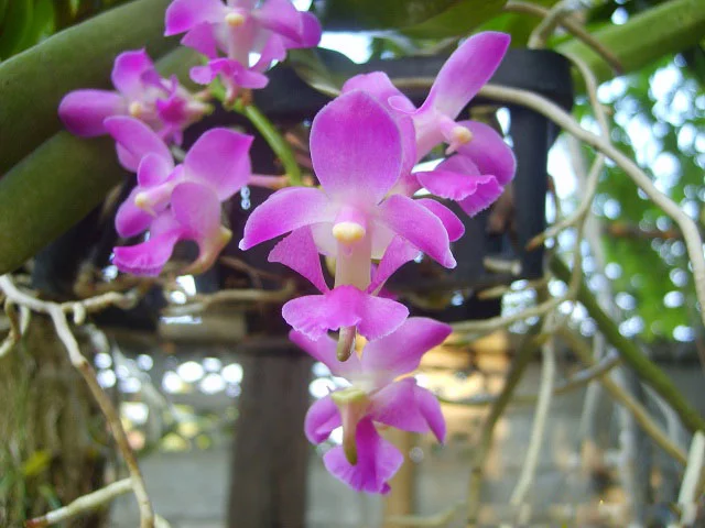 Phong Lan Quế Tím - Giáng Hương Hồng Sắc