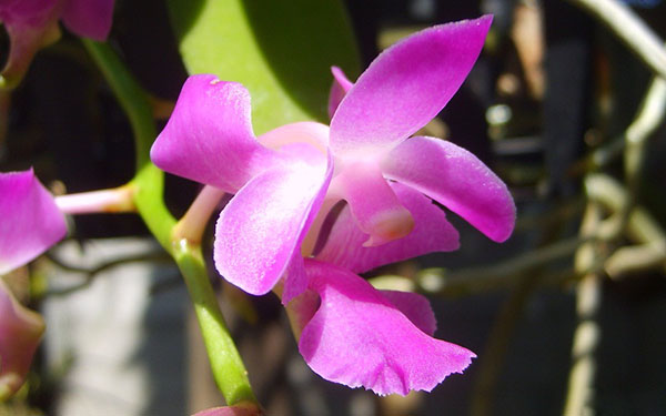 Mặt hoa lan quế tím với màu tím đặc trưng.