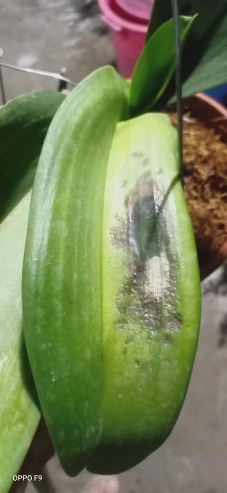 Lan Hồ điệp bị thối nhũn mới đầu chỉ là 1 phần nhỏ.