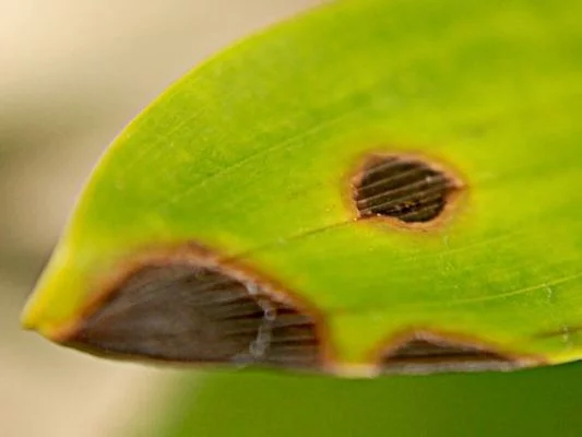 Những đốm thối nhỏ khiến lan hồ điệp bị nhũn lá.