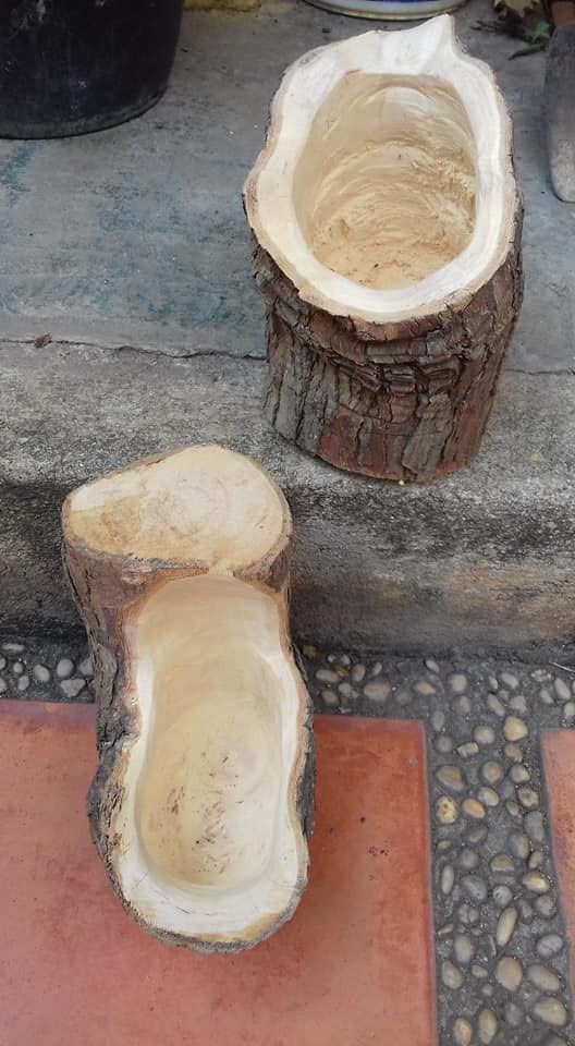 Chọn thân gỗ cây để ghép lan cẩm cù.