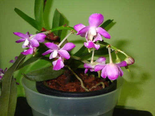 kỹ thuật trồng lan quế tím
