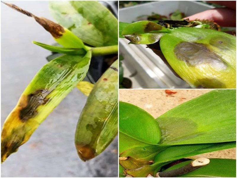 Lan Hồ Điệp bị thối lá, nhũn ngọn.