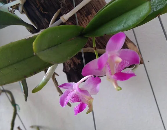 Sinh trưởng và phát triển của lan quế tím.