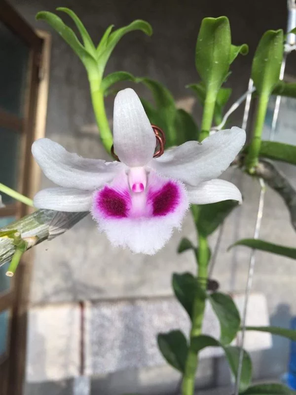 5CT Bắc Ninh