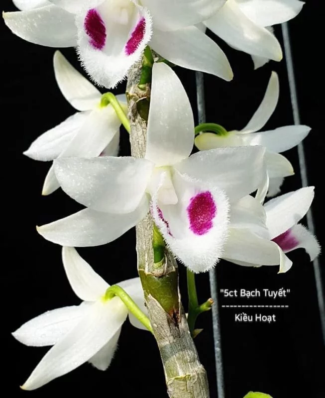 5CT Bạch Tuyết