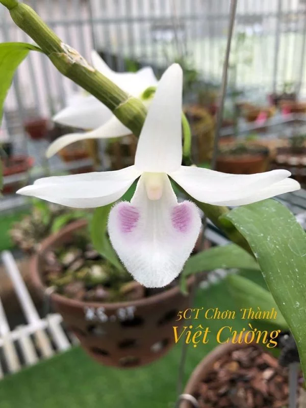 5CT CHơn Thành