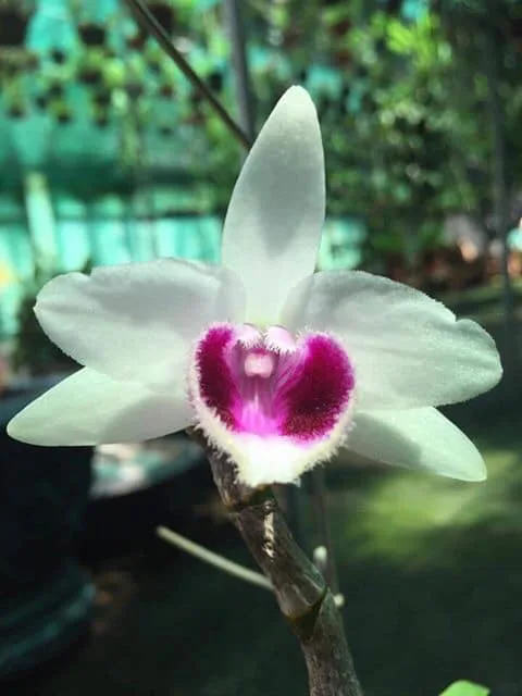 5CT Hải Dương