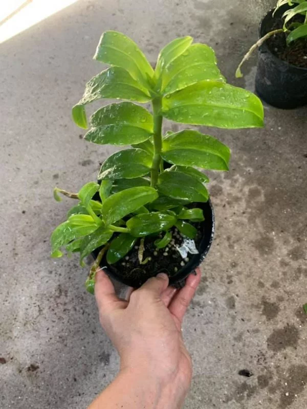 5CT HO gieo hạt hên xui ra mặt hoa giống bố mẹ