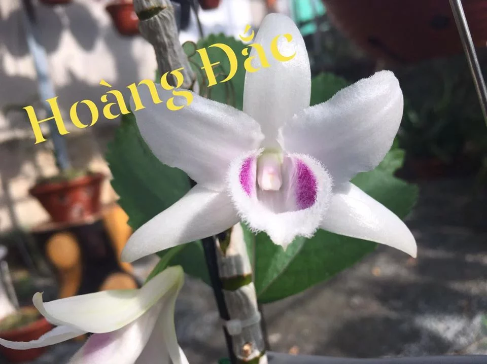 5CT mắt trâu