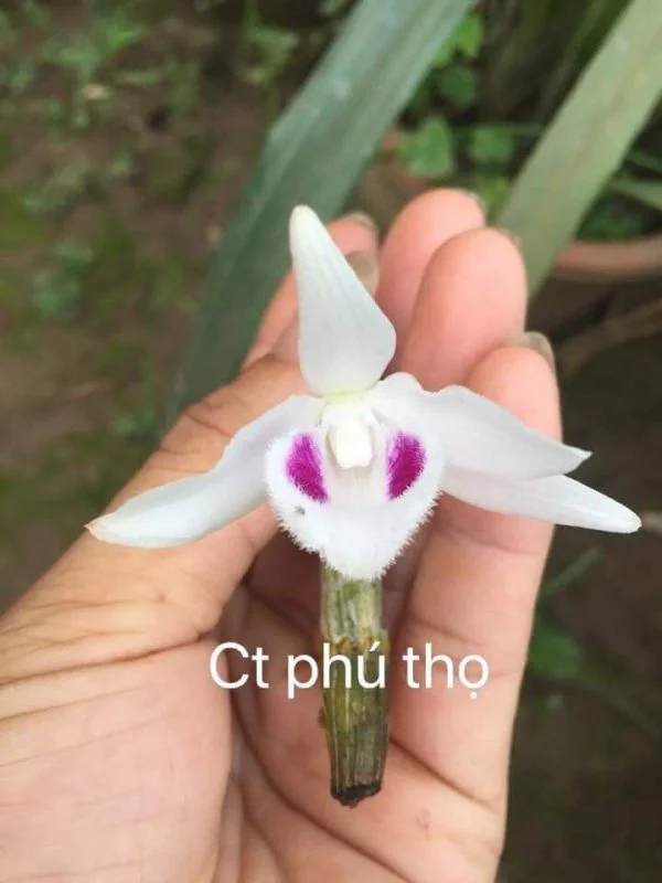 5CT Phú Thọ
