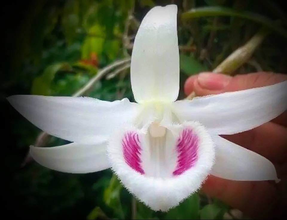 5CT Tiên Sa