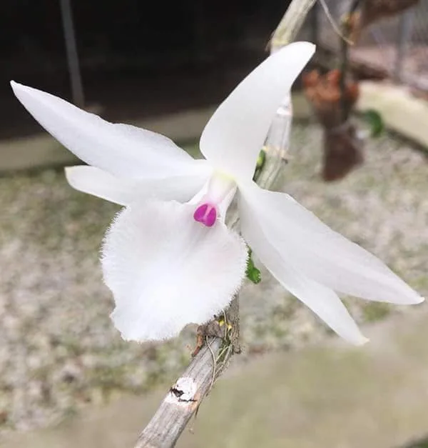 5CT Trường Sa
