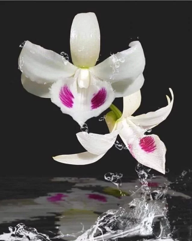 5CT Vô Thường