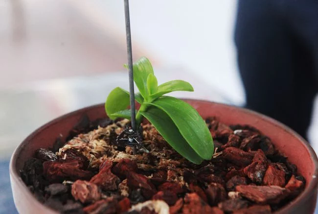 giá 5ct bạch tuyết giá bao nhiêu