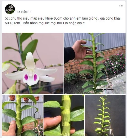 Giá 5 Cánh trắng Phú Thọ tham khảo