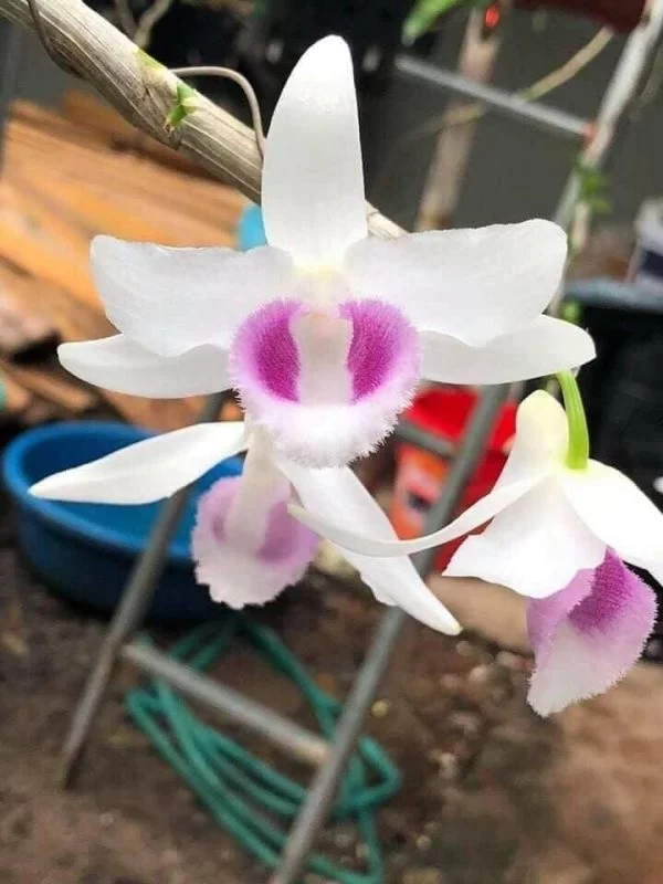 Mặt hoa  5 cánh trắng HO - Hiển Oanh Hoà Bình