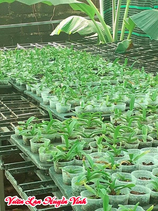 Đai châu Thái được trồng trong các chậu nhỏ.
