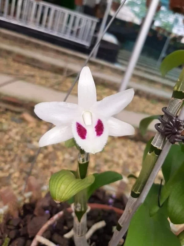 giá 5ct bạch tuyết bao nhiêu
