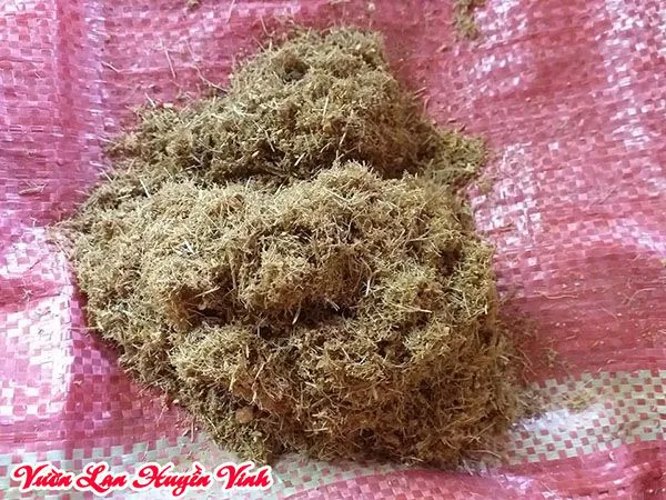 mụ xơ dừa trồng lan