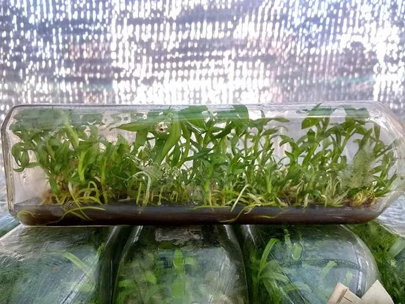 Nhân giống lan cấy mô qua chai.
