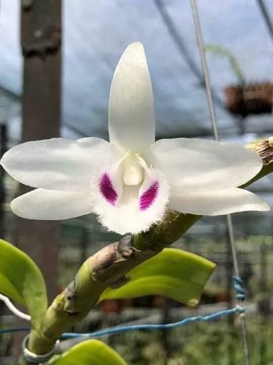 Có thể nhận ra phi điệp đột biến 5 cánh trắng Bạch Tuyết bằng hệ thống lưỡi hoa có lớp lông và mũi trắng.