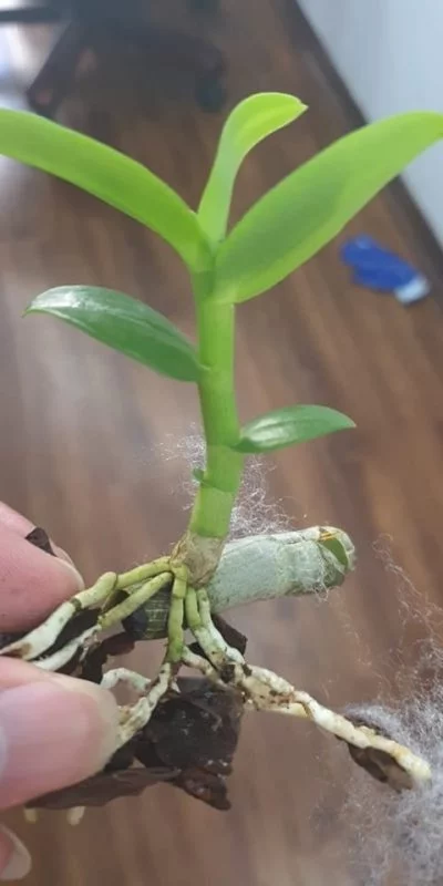 Người ta thường mua keiki 5ct Hiển oanh nhiều hơn. Bởi khi đó nếu đúng từ thân mẹ tách ra thì 100% chuẩn mặt hoa