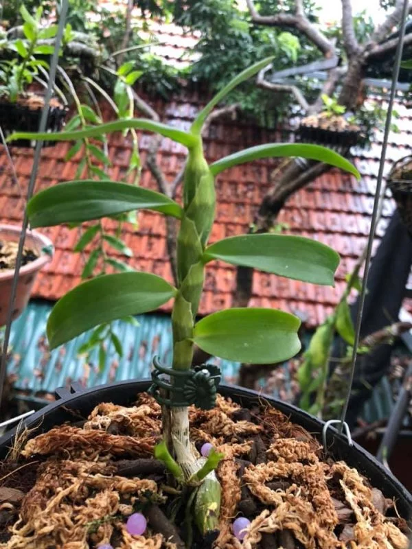 Thân và lá 5CT PT