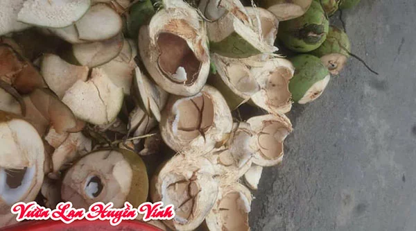 xơ dưa chuyên trồng lan