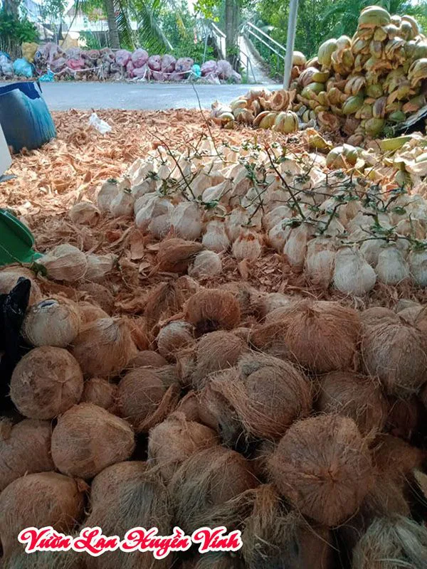 xơ dừa dùng trồng lan
