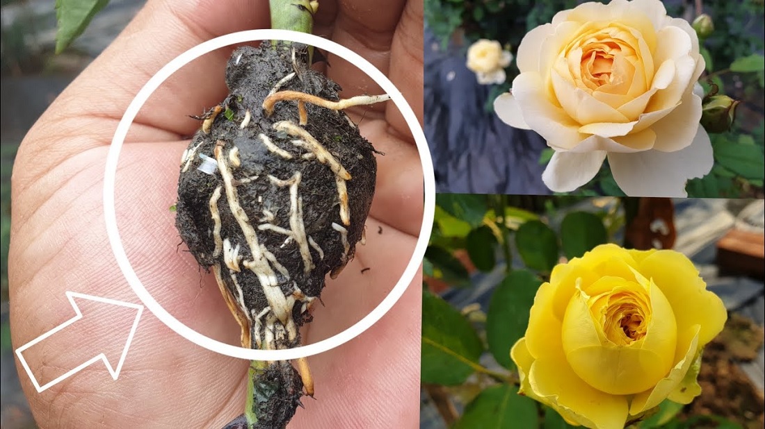 Cách trồng hoa hồng - Chọn Giống và kỹ thuật nhân giống