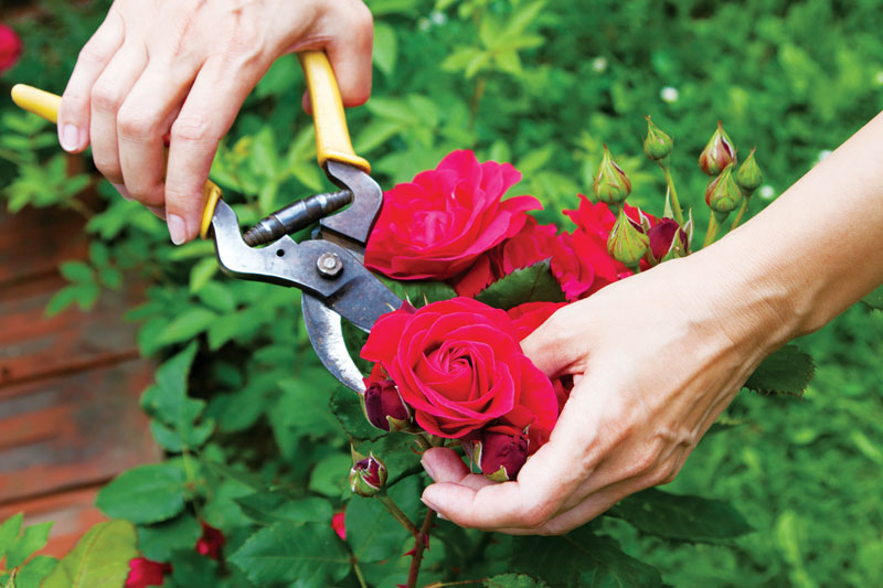 Cách trồng hoa hồng - Chọn Giống và kỹ thuật nhân giống