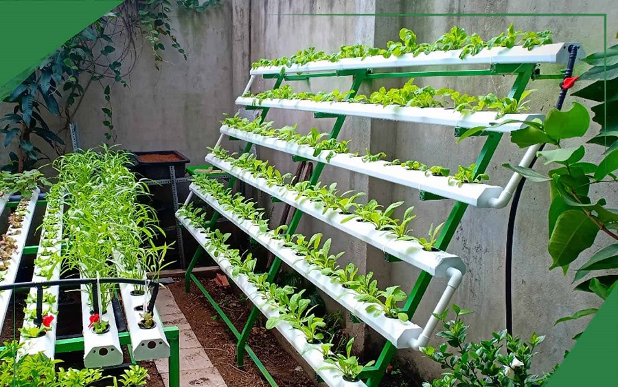 Cách trồng rau thủy canh thành công 100%